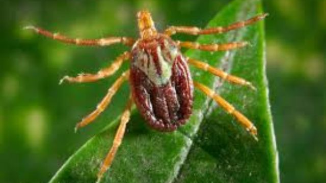 Indiana's Tick Threat 6 Species That Pose Health Risks