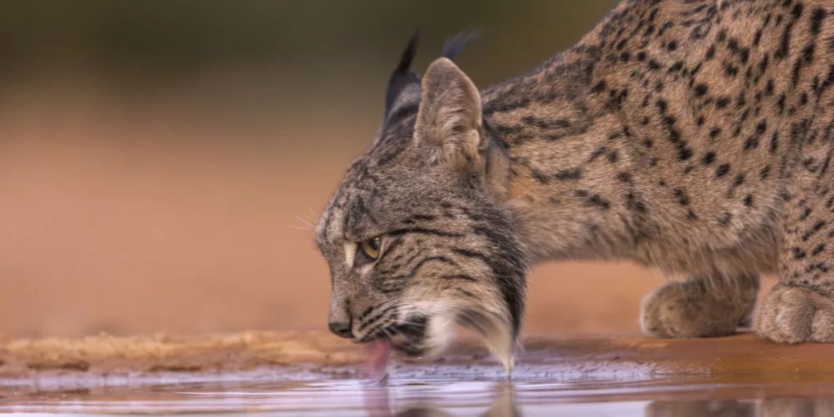 Rare Cat Species Makes Remarkable Recovery, No Longer Endangered