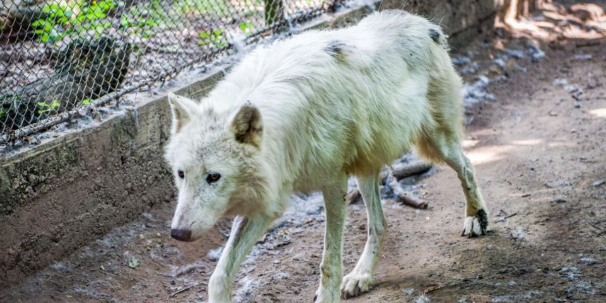 Wolf Attack at French Zoo Leaves Woman Injured