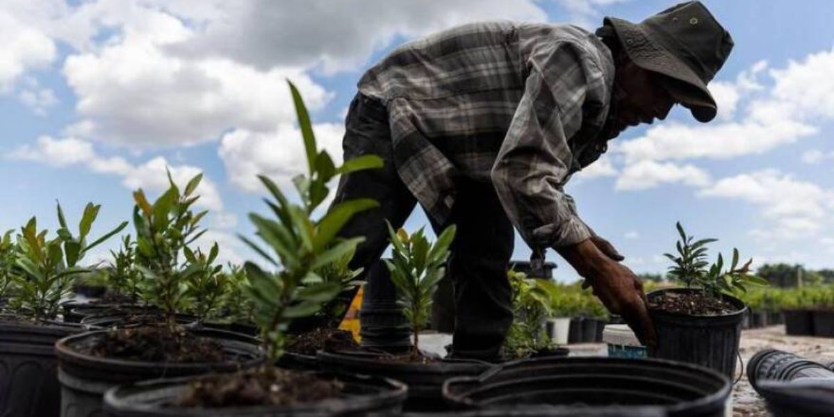 Agricultural Labor Shortage: Hottest States, Such as Florida, Call for Workers