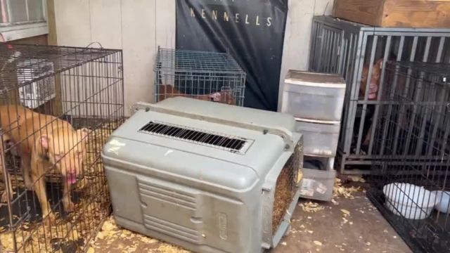 Breaking News: 100 Dogs Saved from Brutal Florida Fighting Ring, Many Injured