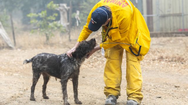 Dog and Puppies Found Safe After Being Left Behind in California Wildfire, Thanks to Firefighters