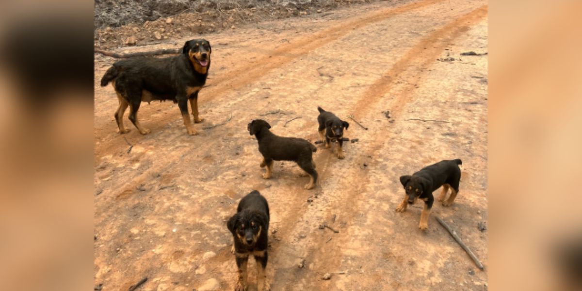 Dog and Puppies Found Safe After Being Left Behind in California Wildfire, Thanks to Firefighters