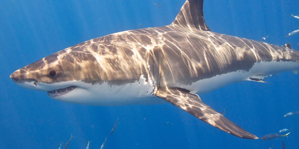 Expert Analysis UF Wildlife Specialist on Florida's Shark Interaction Spike