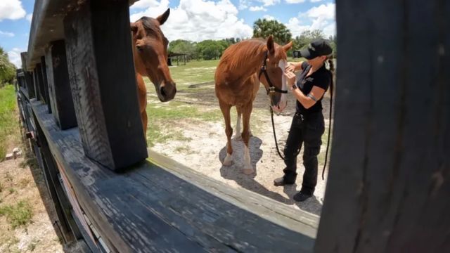 Exposing Florida's Illegal Horse Meat Trade Racehorse Slaughtered on Camera