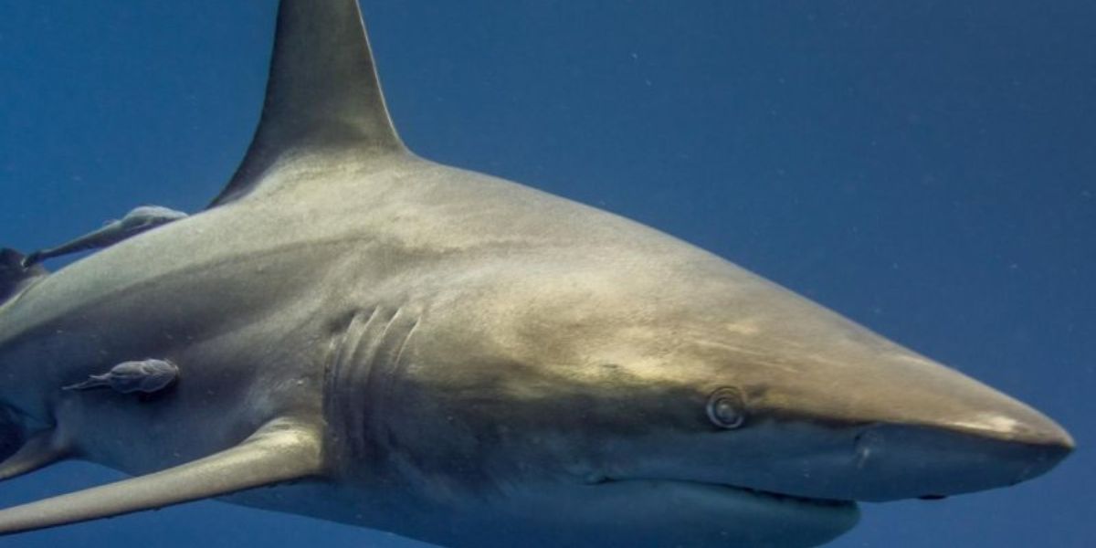 Three People Hurt in Shark Attacks Between Florida and Texas on July 4th