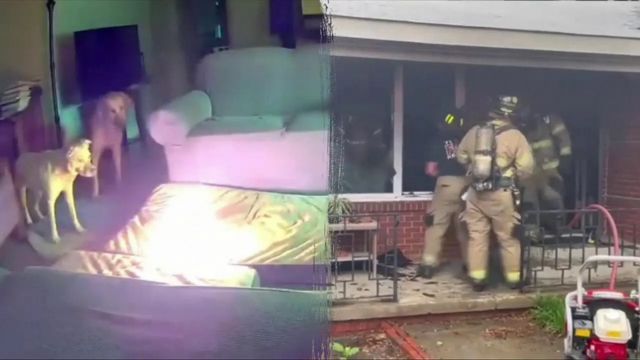 Caught on Camera: Dog Unintentionally Ignites Brutal House Fire