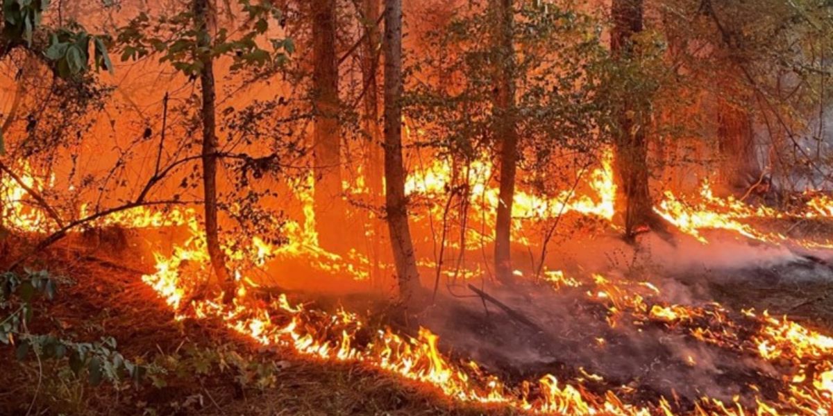 Critical Alert Burn Bans in East Texas Due to Widespread Wildfires