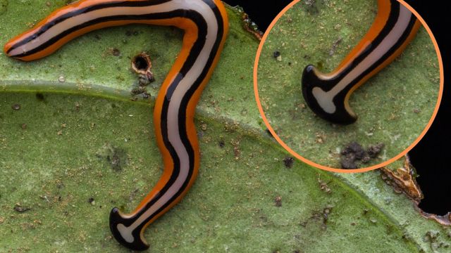 Dangerous! Texas Faces Invasion by Deadly Foot-Long Worm Nearly Impossible to Eradicate