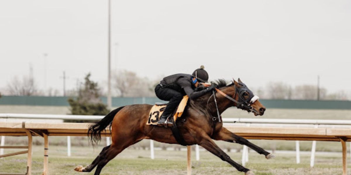 Get Ready for the Texas Yearling Sale Catalogue Out for Aug. 26 at Lone Star Park