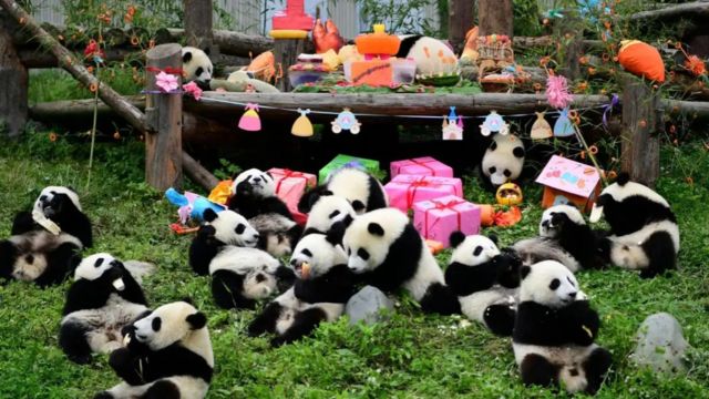 'Giant Pandas' San Diego Comeback A Positive Sign for US-China Diplomatic Ties