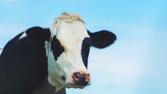 North Carolina Man Faces Justice Pleads Guilty in Cattle Theft Scheme with $1 Million in Damages