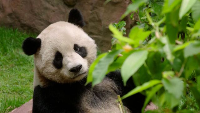 San Diego Zoo's Panda Tickets Selling Out Fast on Opening Weekend