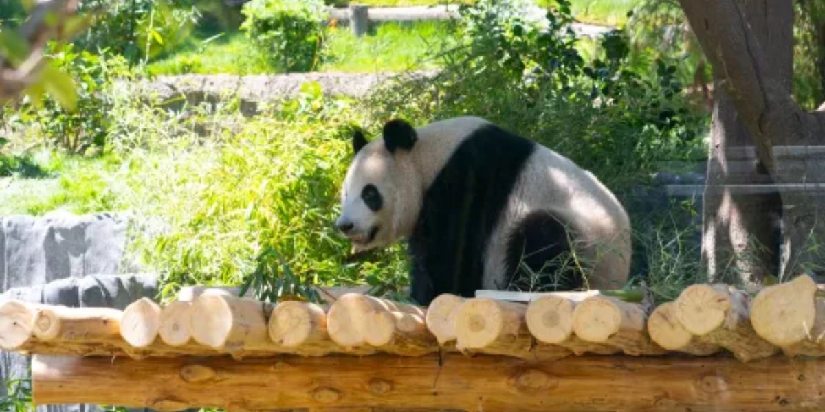 San Diego Zoo's Panda Tickets Selling Out Fast on Opening Weekend