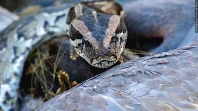 Sideshow Raid in San Francisco Bay Area Leads to 10-Foot Python Find