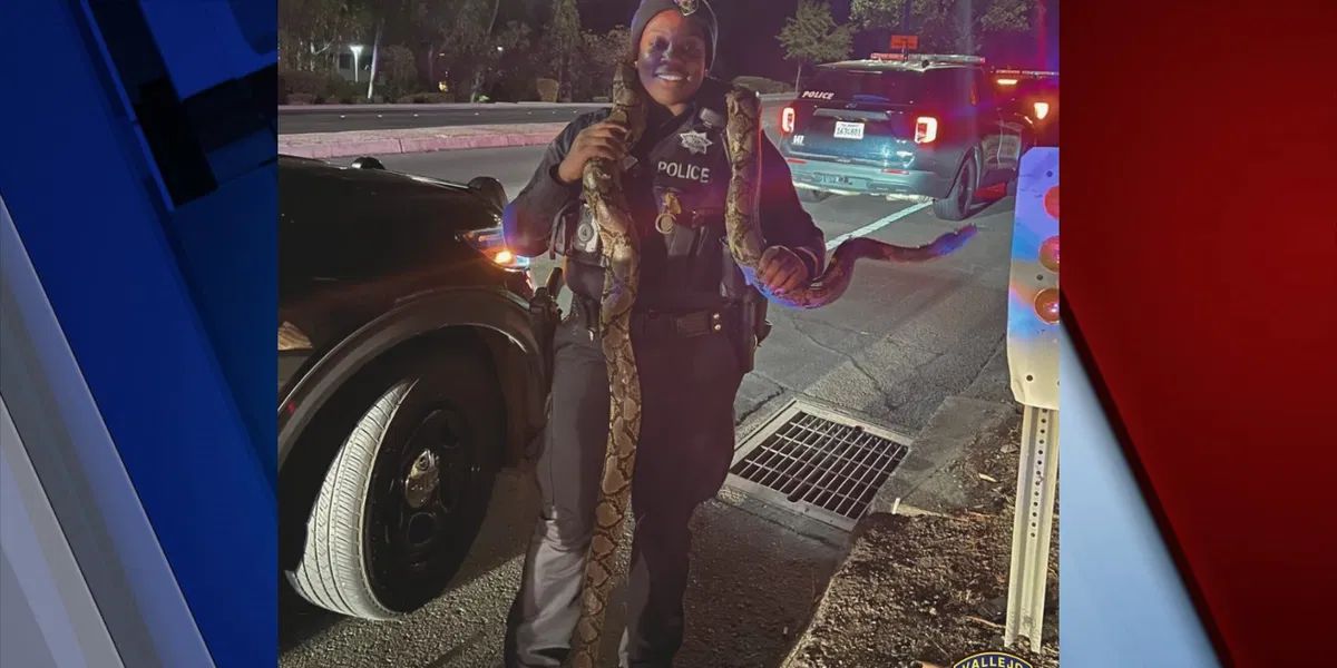 Sideshow Raid in San Francisco Bay Area Leads to 10-Foot Python Find