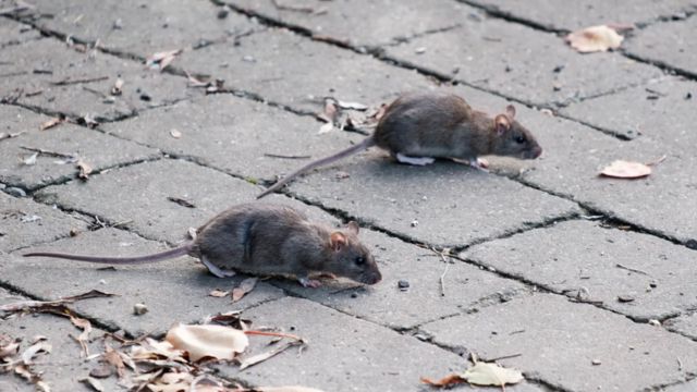 Alert! California Cities Among the Worst in the Nation for Rat Infestations