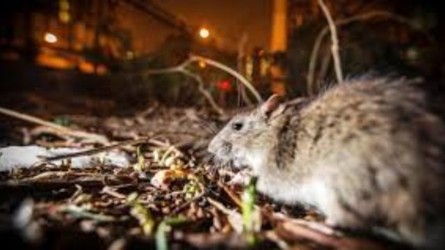 Hit Hard Here! Top 5 Rat-Infested Areas in Chicago Where Rodent Problems Are Most Severe