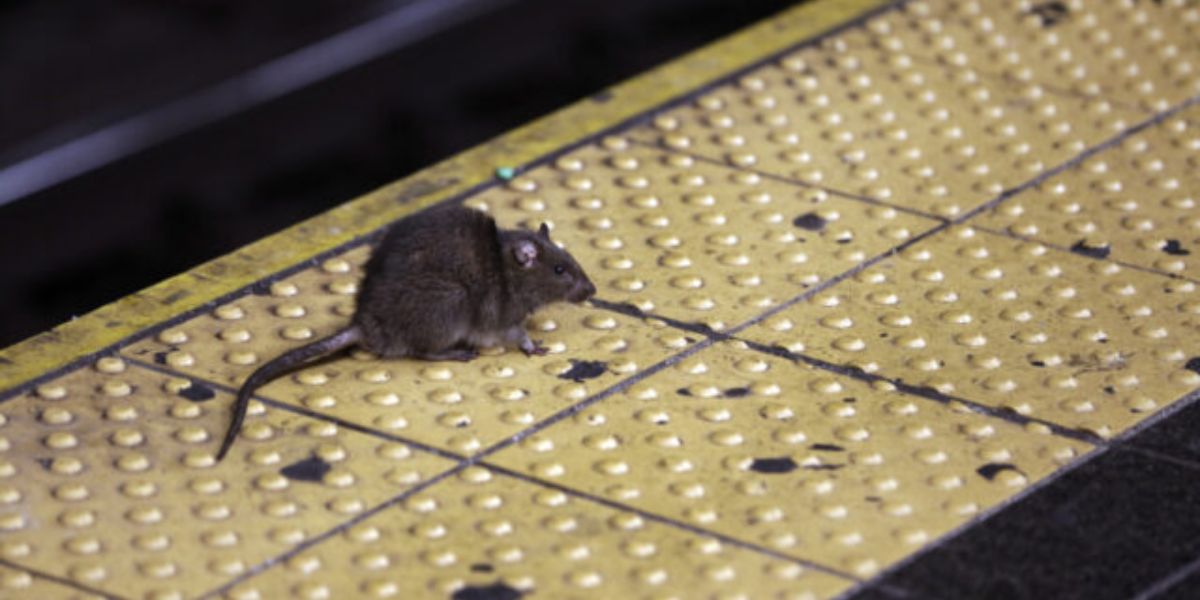 Hit Hard Here! Top 5 Rat-Infested Areas in Chicago Where Rodent Problems Are Most Severe