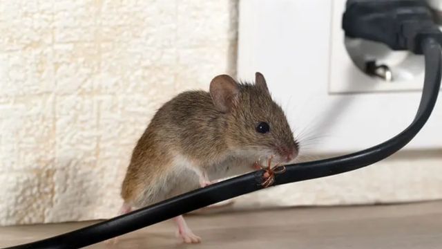 How to Protect Your Home Tips for Avoiding Rat Infestations in Los Angeles' 5 Most Affected Areas