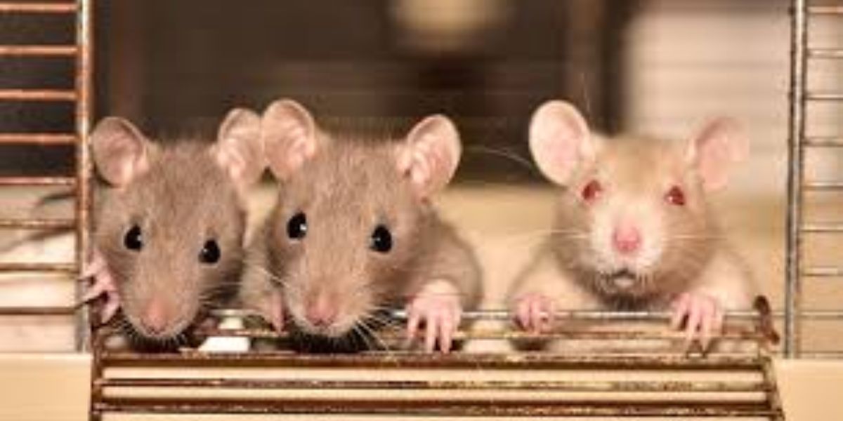 How to Protect Your Home: Tips for Avoiding Rat Infestations in Los Angeles’ 5 Most Affected Areas