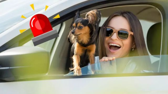 Is It Against the Law to Drive With a Dog in Your Lap in IA, IL, or WI