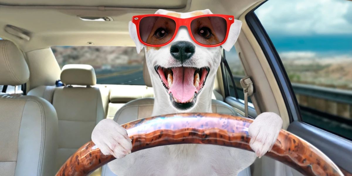 Is It Against the Law to Drive With a Dog in Your Lap in IA, IL, or WI