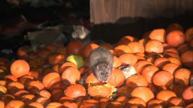 Shocking! The 5 Worst Cities for Rat Infestations in Los Angeles