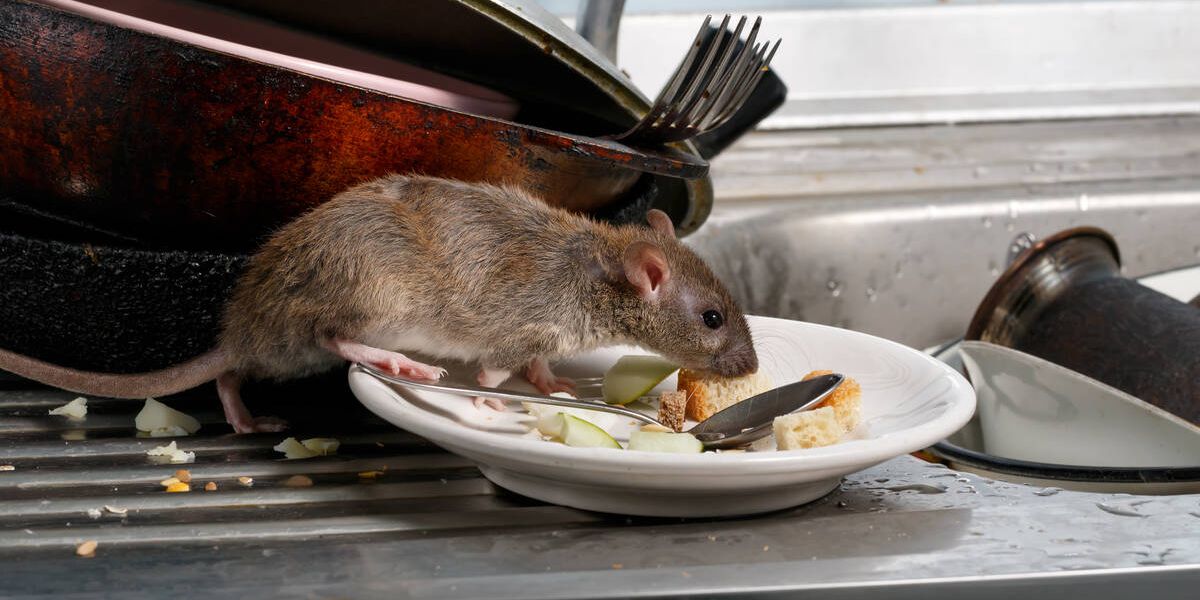 Shocking! The 5 Worst Cities for Rat Infestations in Los Angeles