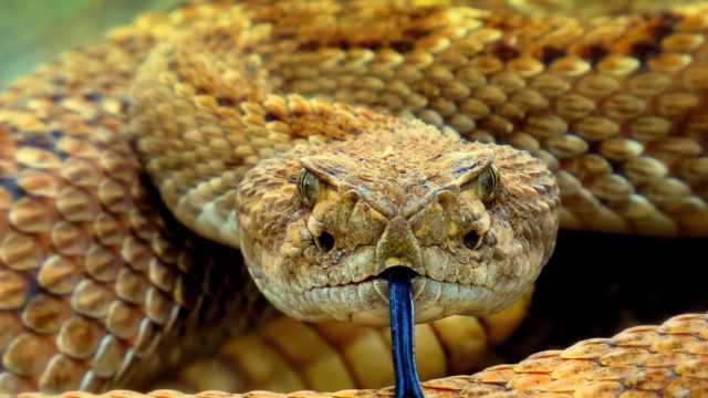 These Are The 5 Snake- Infested Area In Texas, You Should Know About