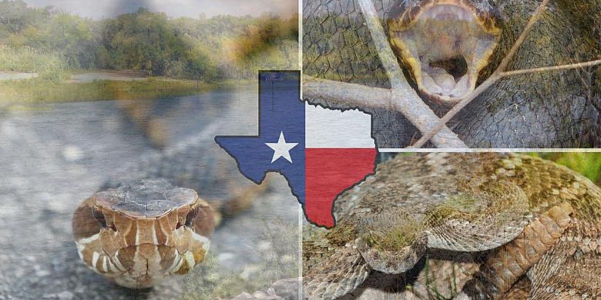 These Are The 5 Snake- Infested Area In Texas, You Should Know About