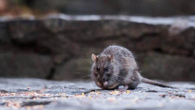 4 Upstate New York Cities Rank Among the Most Rat-Infested in the U.S.