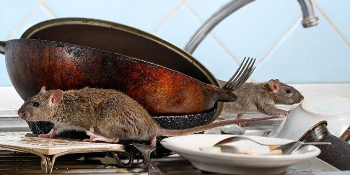 4 Upstate New York Cities Rank Among the Most Rat-Infested in the U.S.