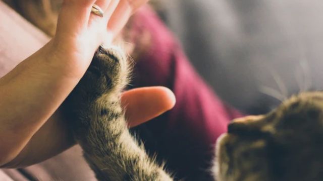 5 Subtle Signs Your Cat Is Head Over Paws in Love With You