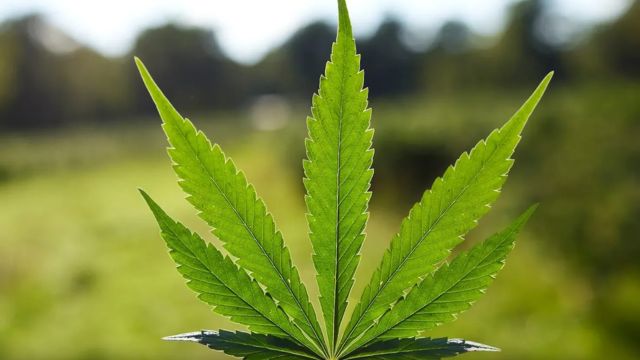 Amendment 3 Ignites Passionate Arguments on Both Sides of Marijuana Legalization