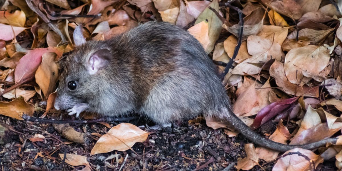 America’s Most Rodent-Infested Cities: Chicago and Several California Areas Lead the Way, Says Orkin