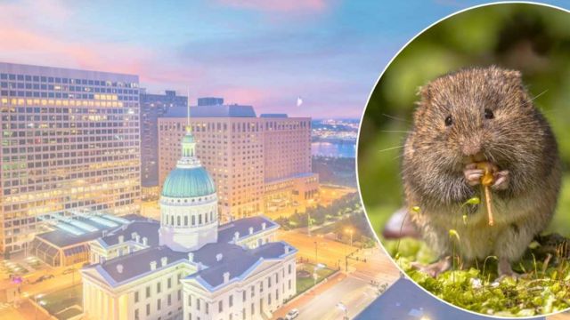 Missouri's Rodent Challenge Two Cities Named Among the Most Infested in the U.S.