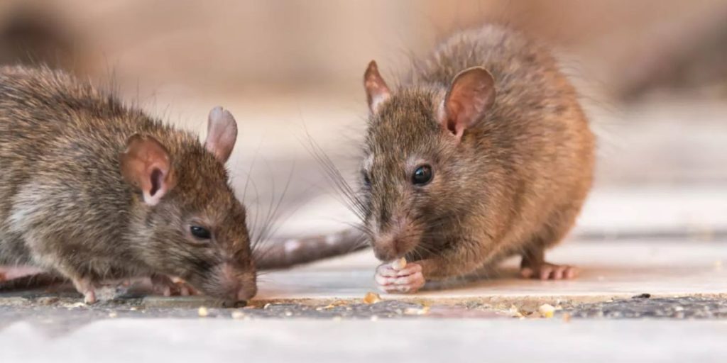 Ohio's Rodent Challenge: Three Cities Ranked In Orkin's 'Top 50 ...