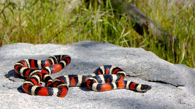 Rhode Island's Hidden Dangers 5 Lakes Infested with Snakes You Should Skip