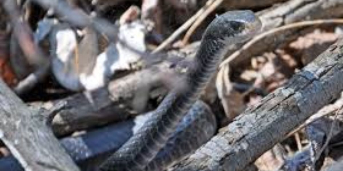 Rhode Island's Hidden Dangers 5 Lakes Infested with Snakes You Should Skip