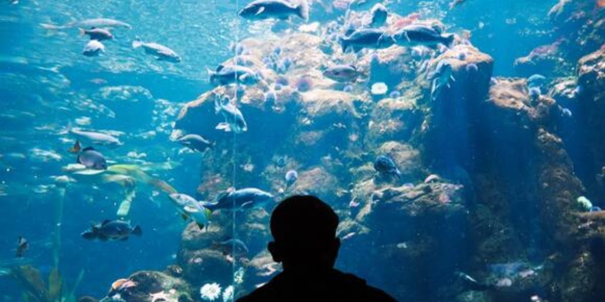 Smoking in Bathroom Triggers Fire Alarm at California Academy of Sciences on Crowded Weekend