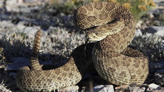 The Most Watched Lakes 5 Snake-Infested Spots You Should Avoid in Alaska