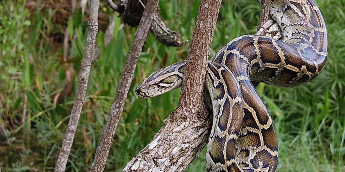 The Most Watched Lakes 5 Snake-Infested Spots You Should Avoid in Alaska