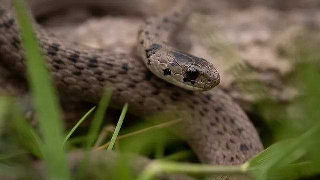 The Most Watched Lakes 5 Snake-Infested Spots You Should Avoid in Connecticut