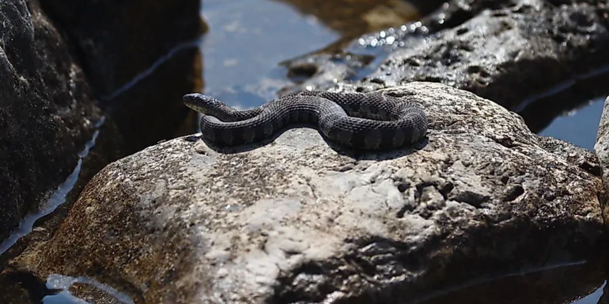 The Most Watched Lakes 5 Snake-Infested Spots You Should Avoid in Connecticut