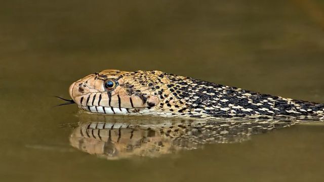 The Most Watched Lakes 5 Snake-Infested Spots You Should Avoid in New Mexico