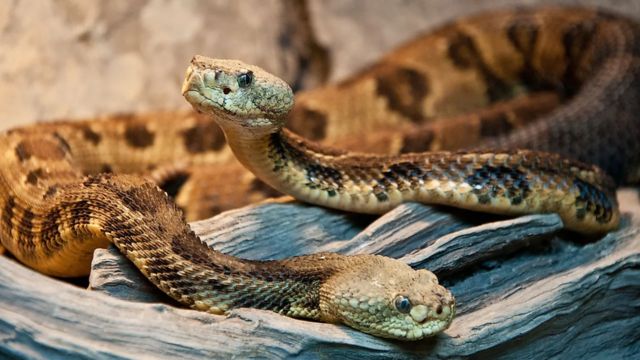 The Most Watched Lakes 5 Snake-Infested Spots You Should Avoid in South Carolina