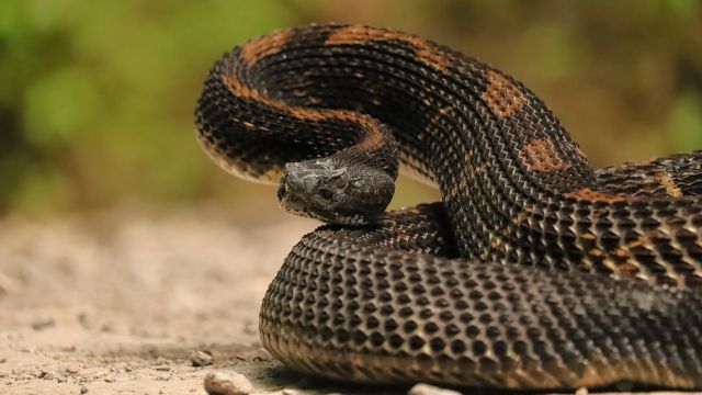 The Most Watched Lakes 5 Snake-Infested Spots You Should Avoid in Wisconsin