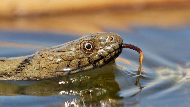 The Most Watching Lakes 5 Snake-Infested Spots You Should Avoid In Georgia