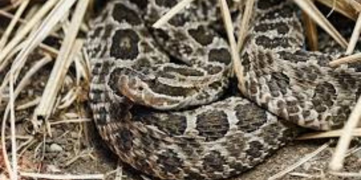 The Most Watching Lakes 5 Snake-Infested Spots You Should Avoid In Indiana